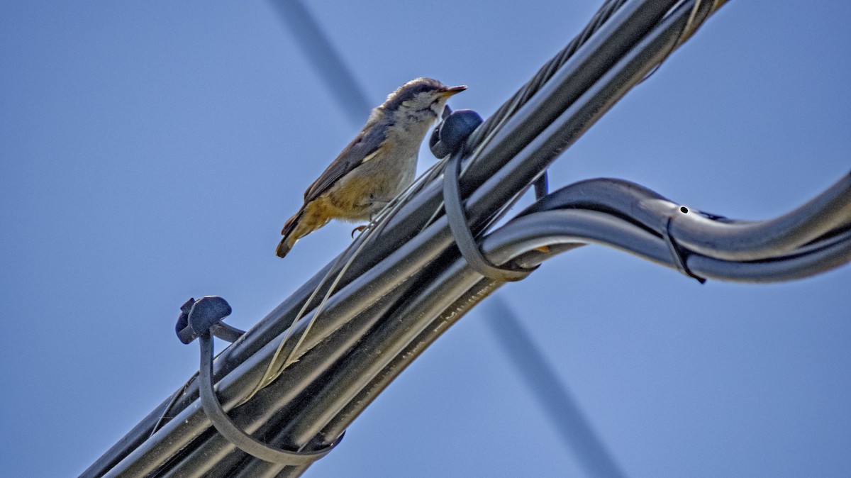 Red-breasted Nuthatch - ML638459824