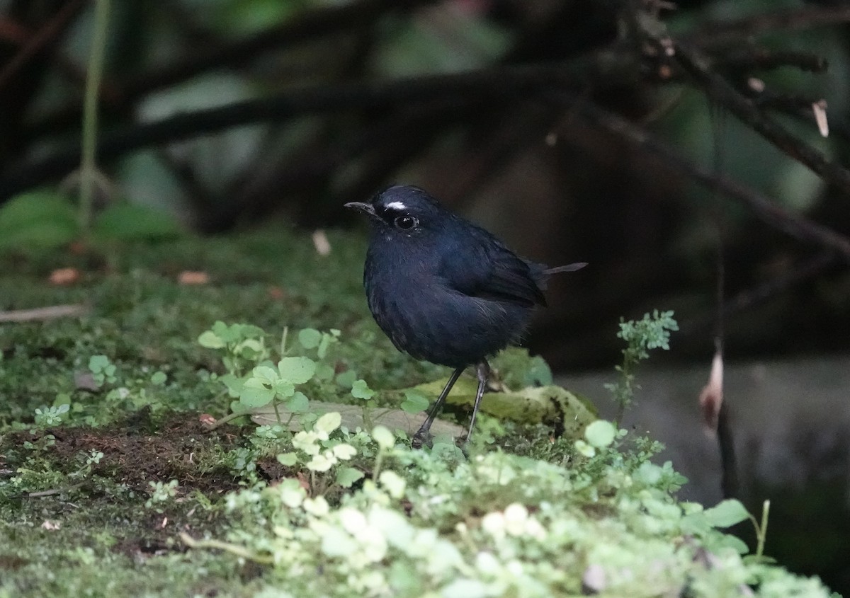 Bornean Shortwing - ML638459834