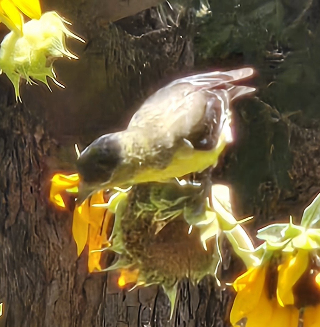 Lesser Goldfinch - ML638459845