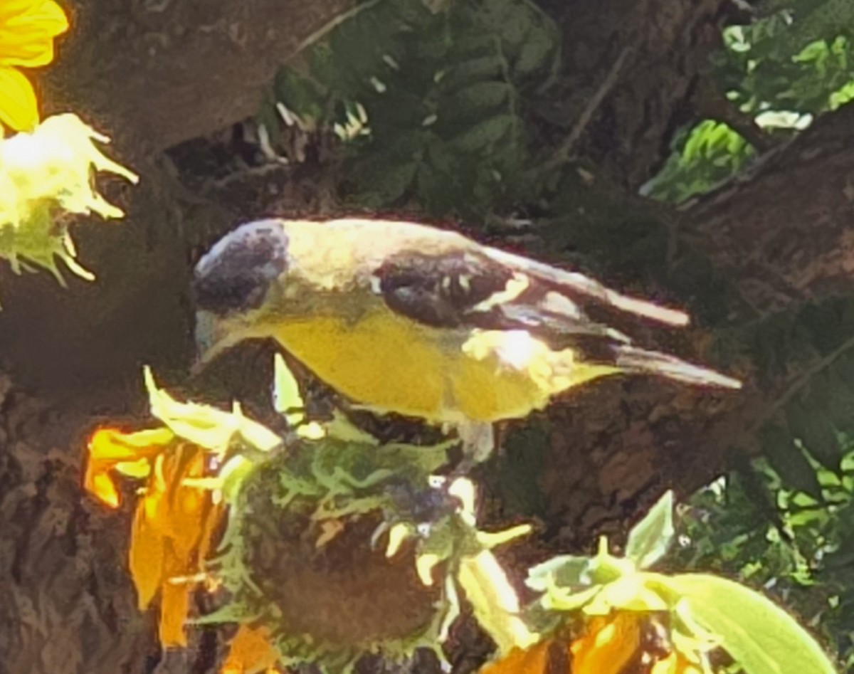 Lesser Goldfinch - ML638459846