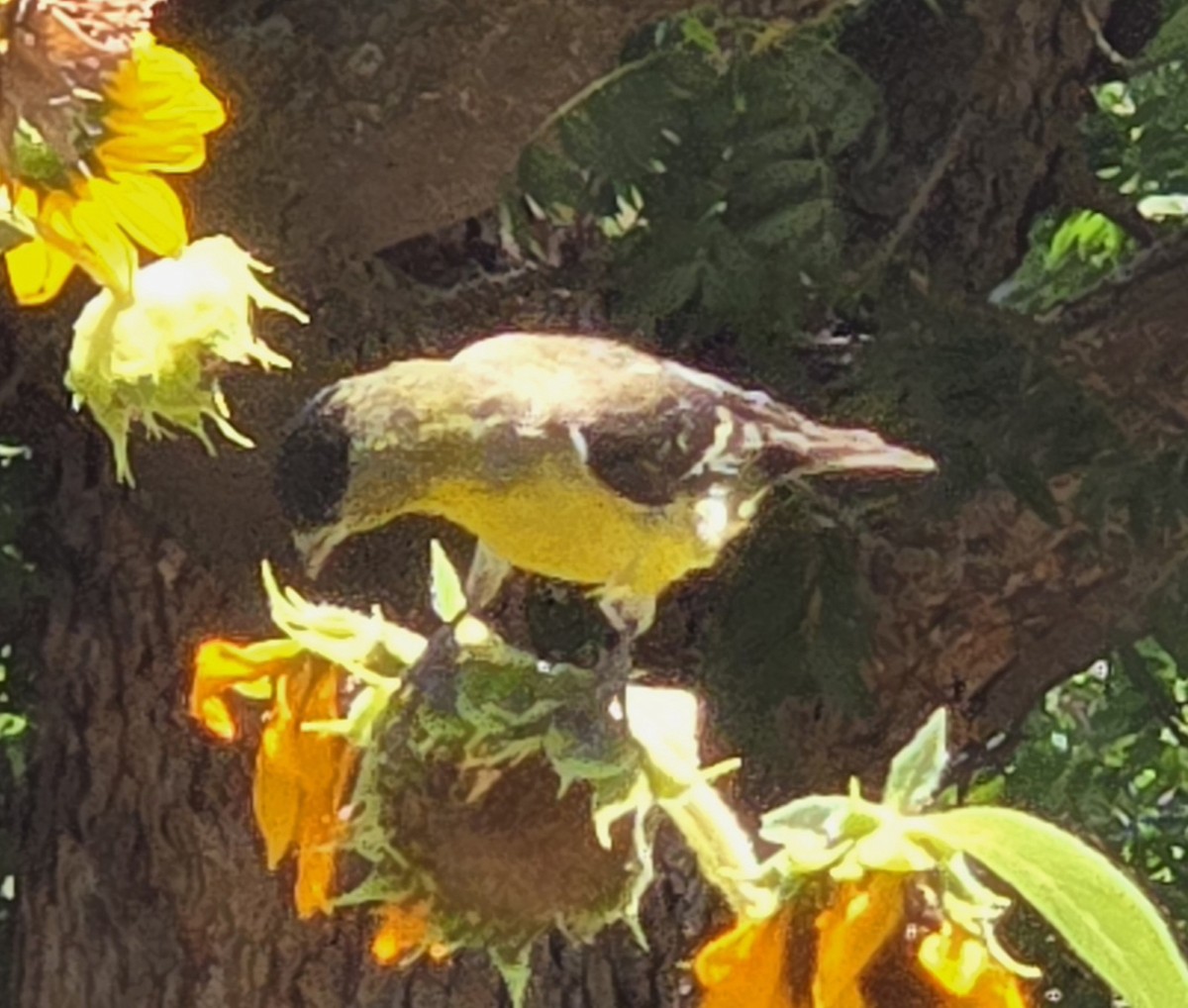 Lesser Goldfinch - ML638459848