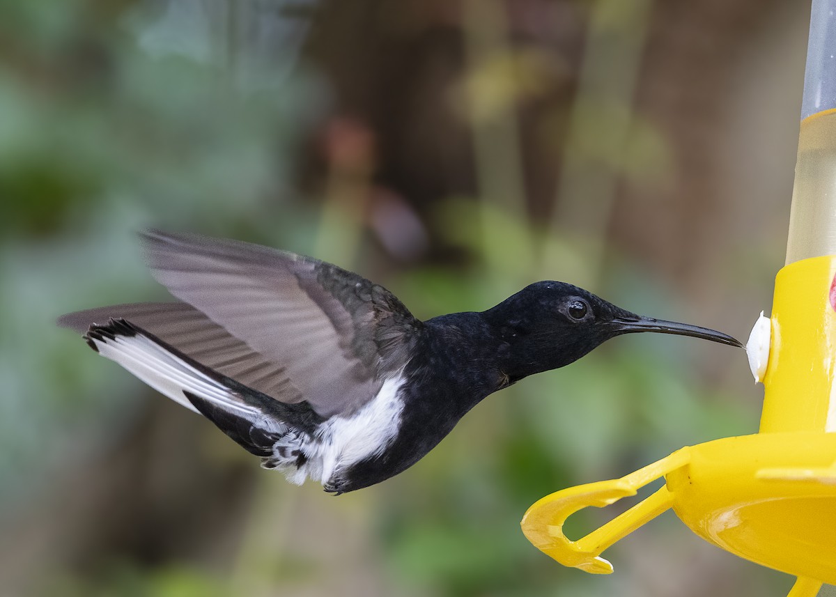 Black Jacobin - ML638459856