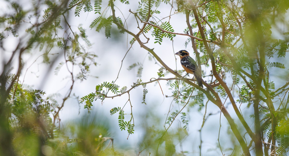 Black-headed Grosbeak - ML638459888