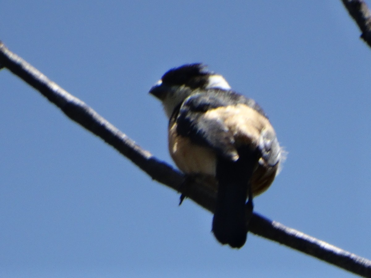 Cinnamon-rumped Seedeater - ML638459908