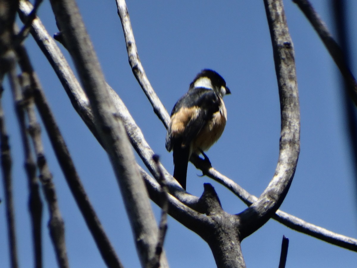 Cinnamon-rumped Seedeater - ML638459909