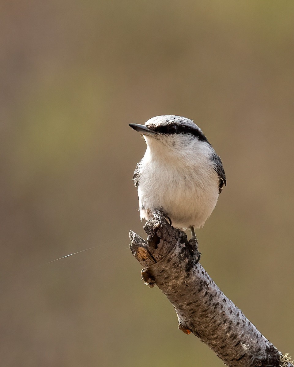 Garrapo eurasiarra - ML638459911
