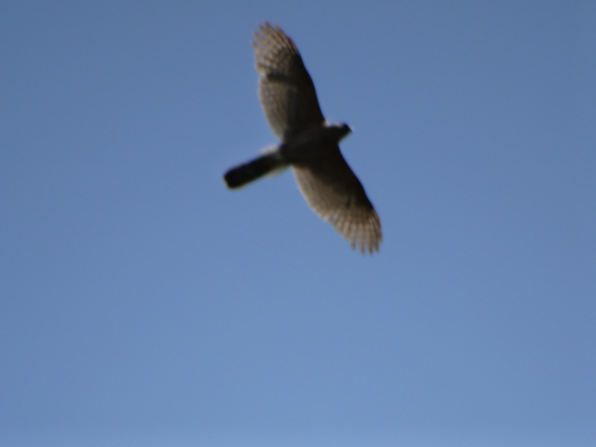 Cooper's Hawk - ML638459947