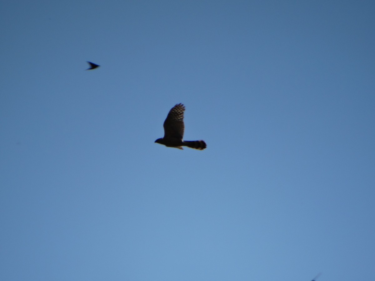 Cooper's Hawk - ML638459948