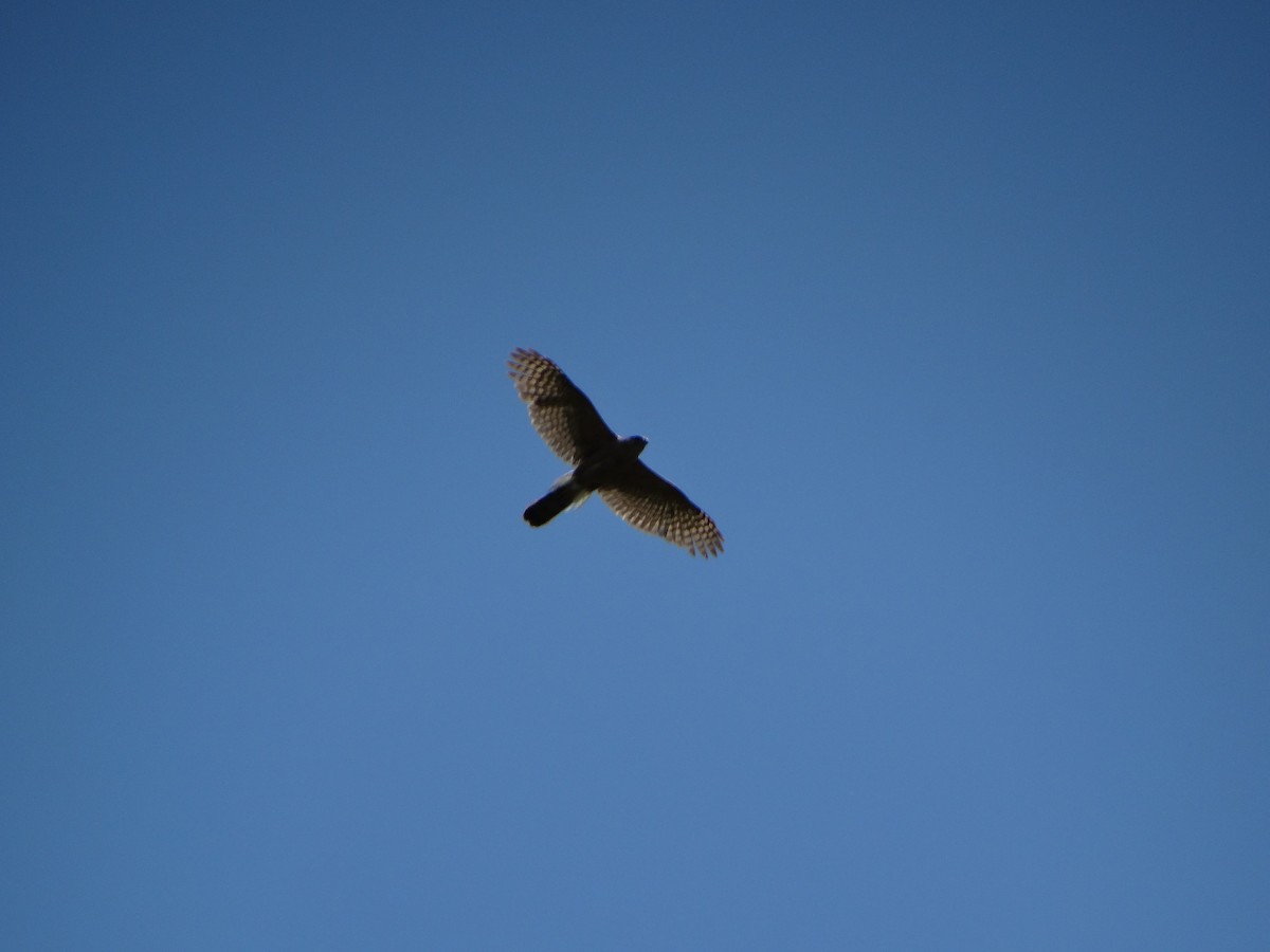 Cooper's Hawk - ML638459949