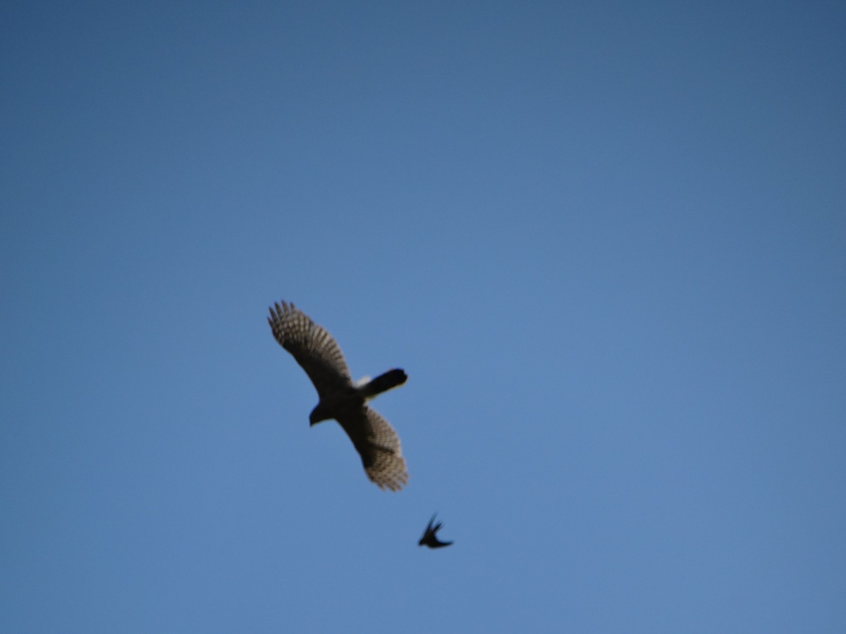 Cooper's Hawk - ML638459950