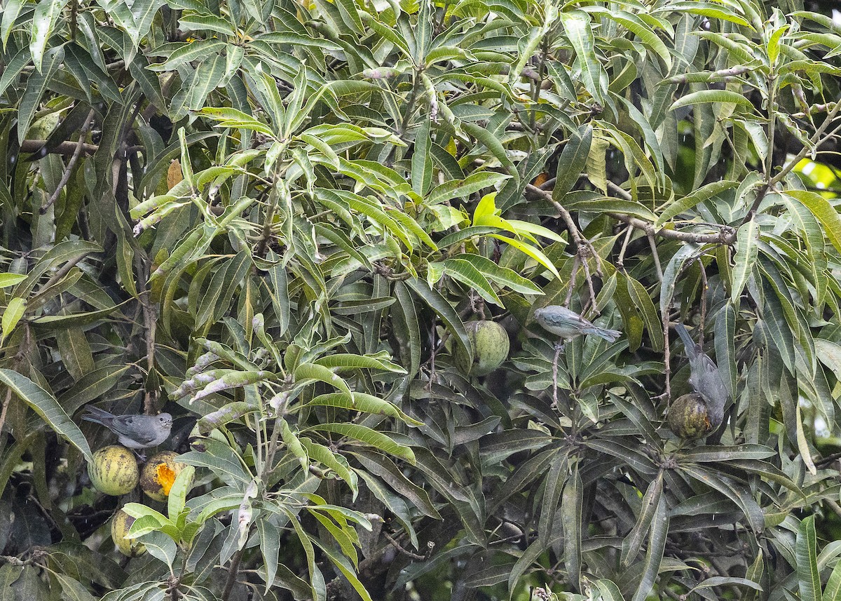 Sayaca Tanager - ML638459955
