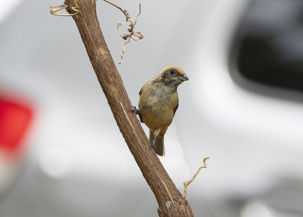 Burnished-buff Tanager (Stripe-bellied) - ML638459971