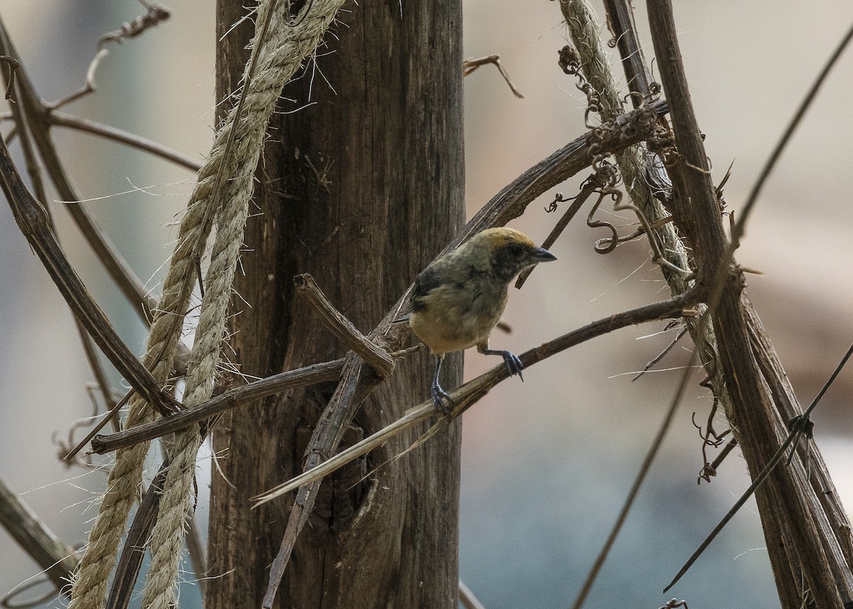 Burnished-buff Tanager (Stripe-bellied) - ML638459973