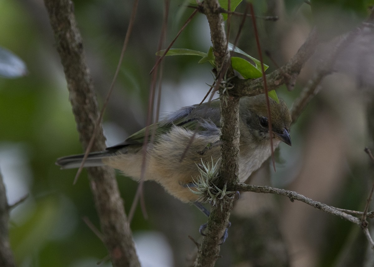 Burnished-buff Tanager (Stripe-bellied) - ML638459974