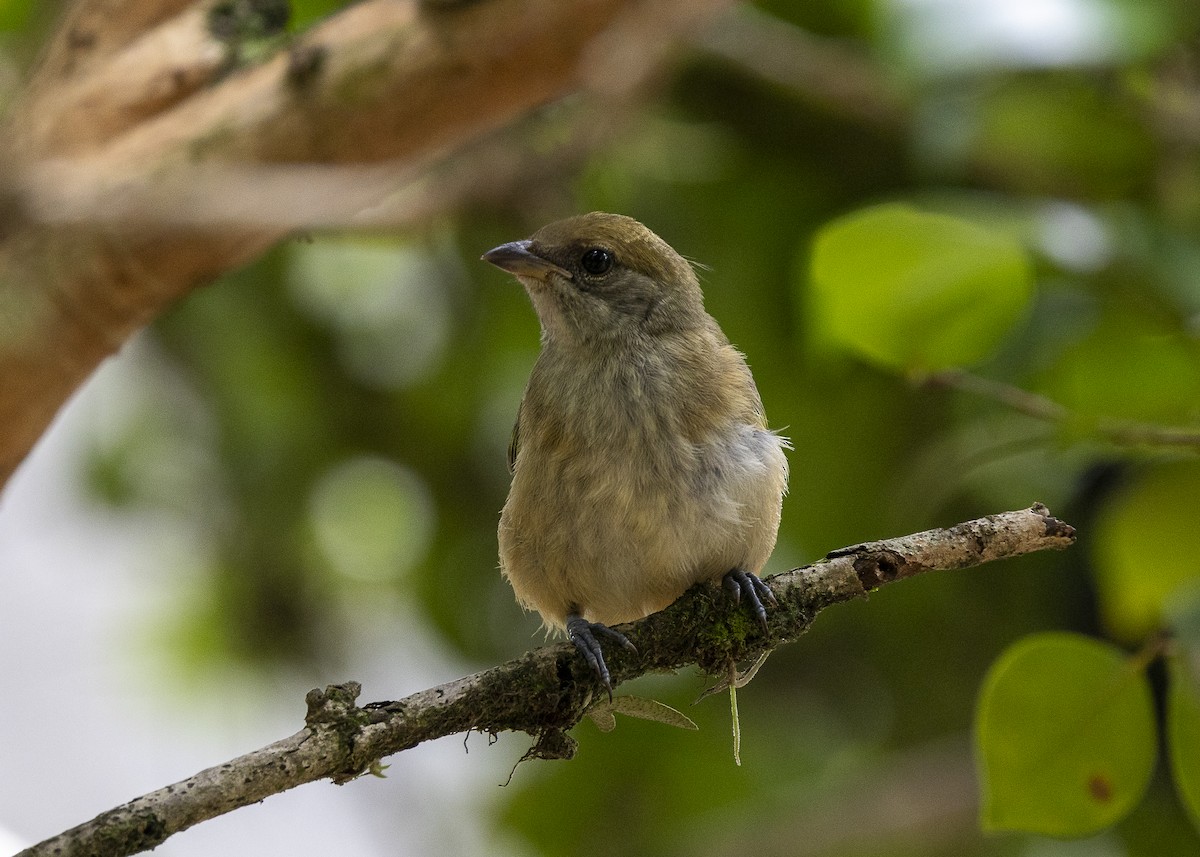 Burnished-buff Tanager (Stripe-bellied) - ML638459977