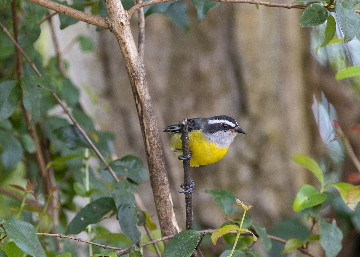 Bananaquit - ML638459981
