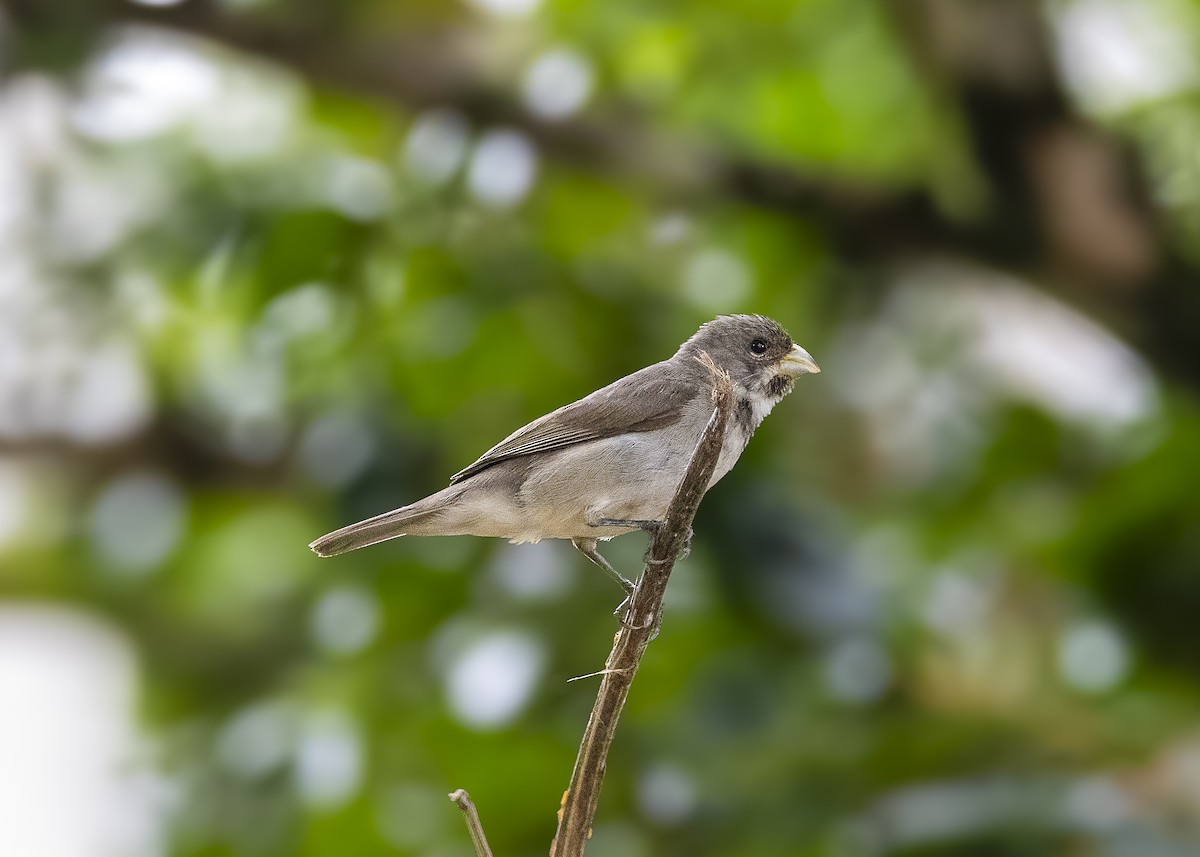 Double-collared Seedeater - ML638459984