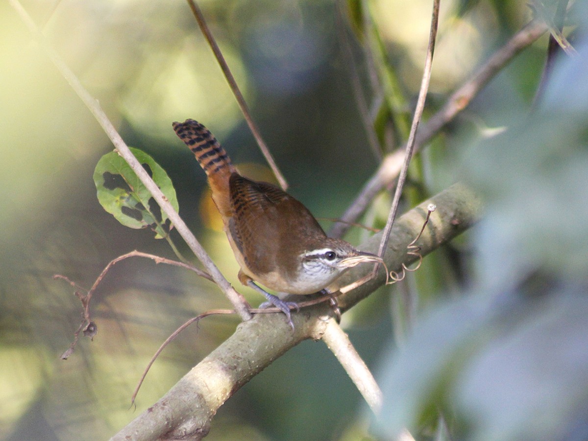 Buff-breasted Wren - ML638459986