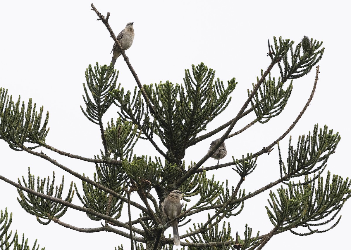 Chalk-browed Mockingbird - ML638459995