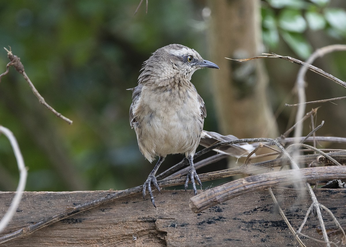 Chalk-browed Mockingbird - ML638459996