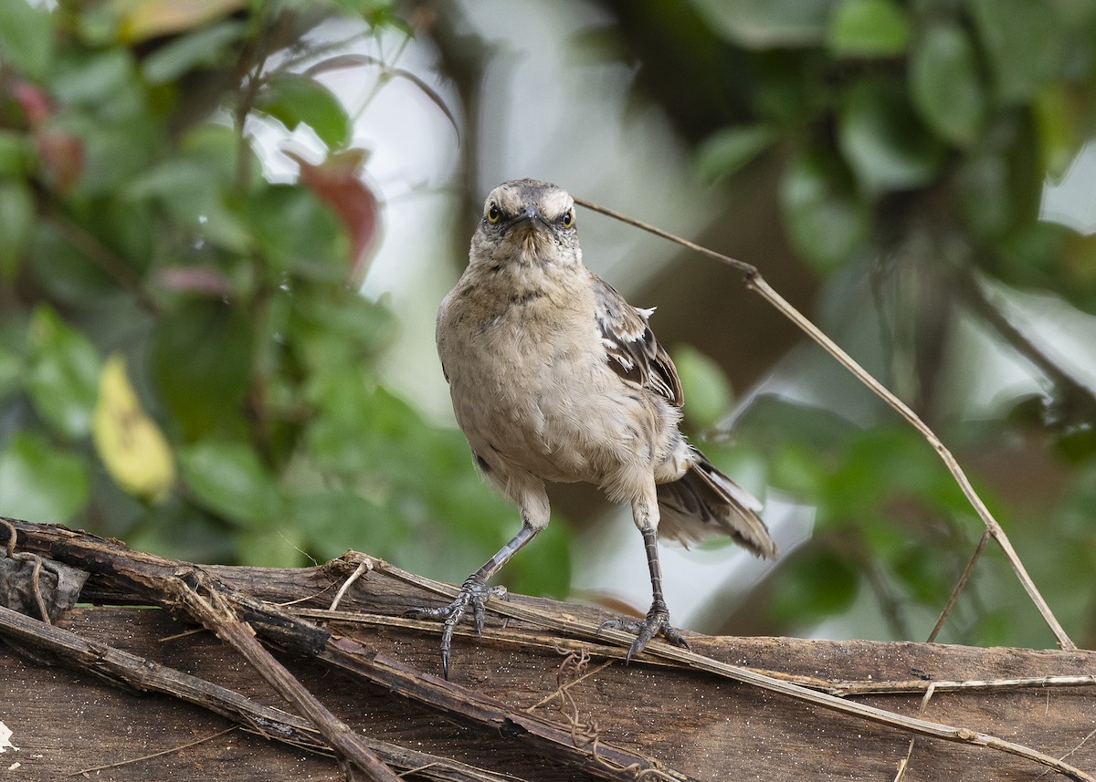 Chalk-browed Mockingbird - ML638459998