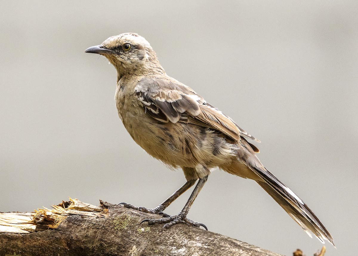 Chalk-browed Mockingbird - ML638459999