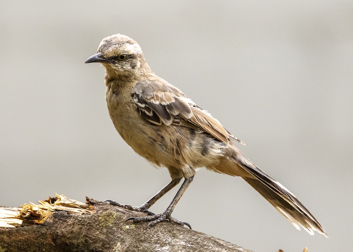 Chalk-browed Mockingbird - ML638460000