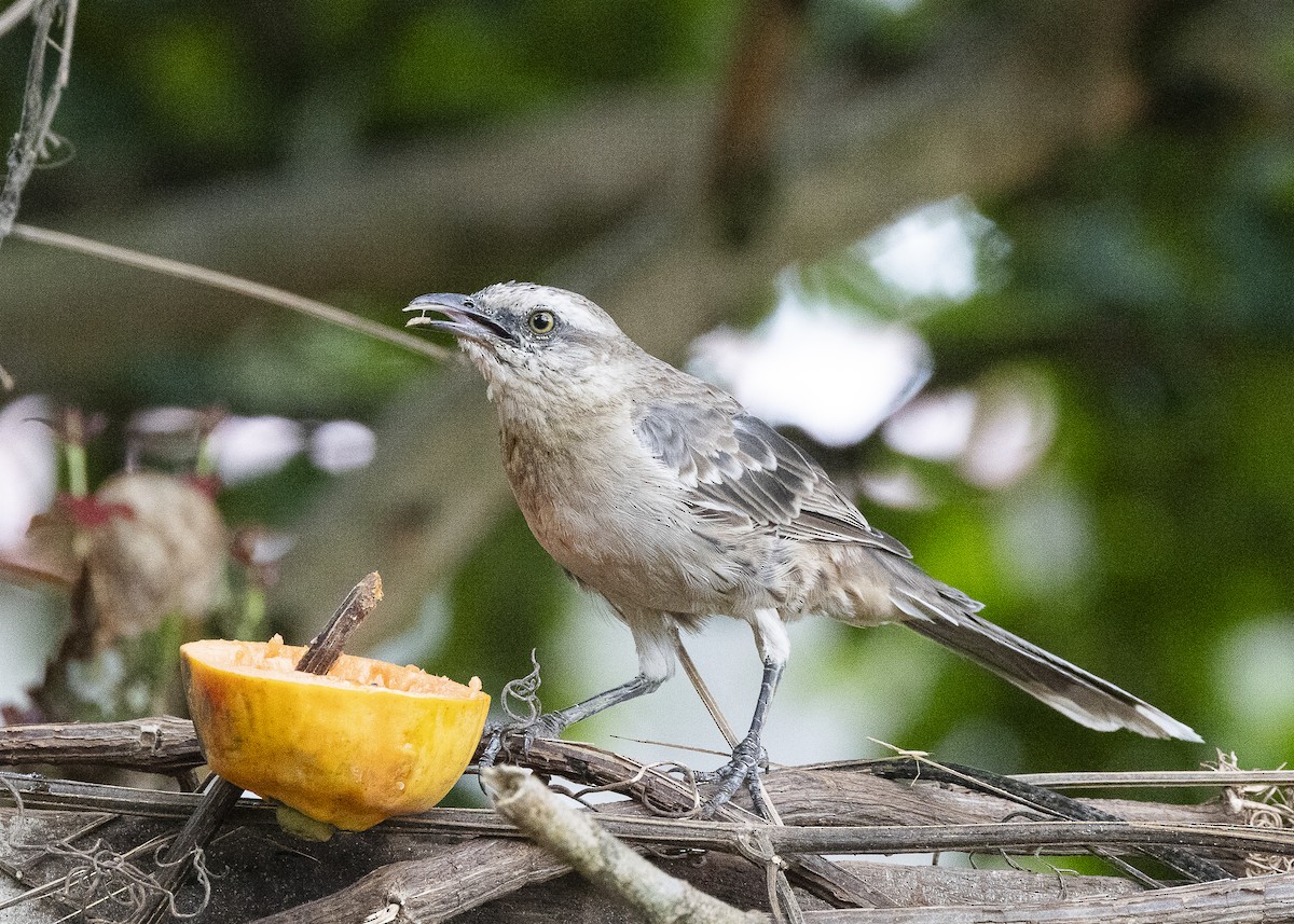 Chalk-browed Mockingbird - ML638460001