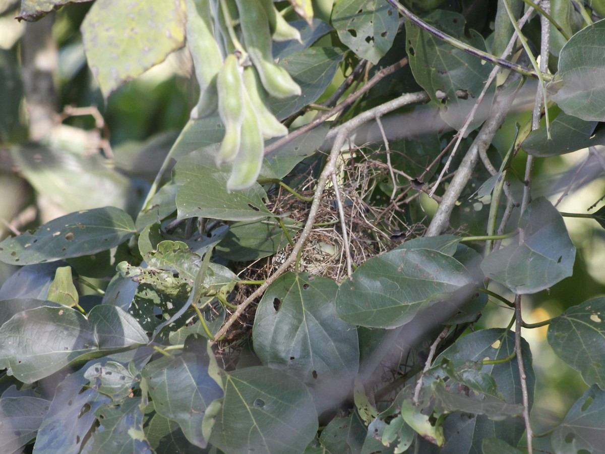 Buff-breasted Wren - ML638460006