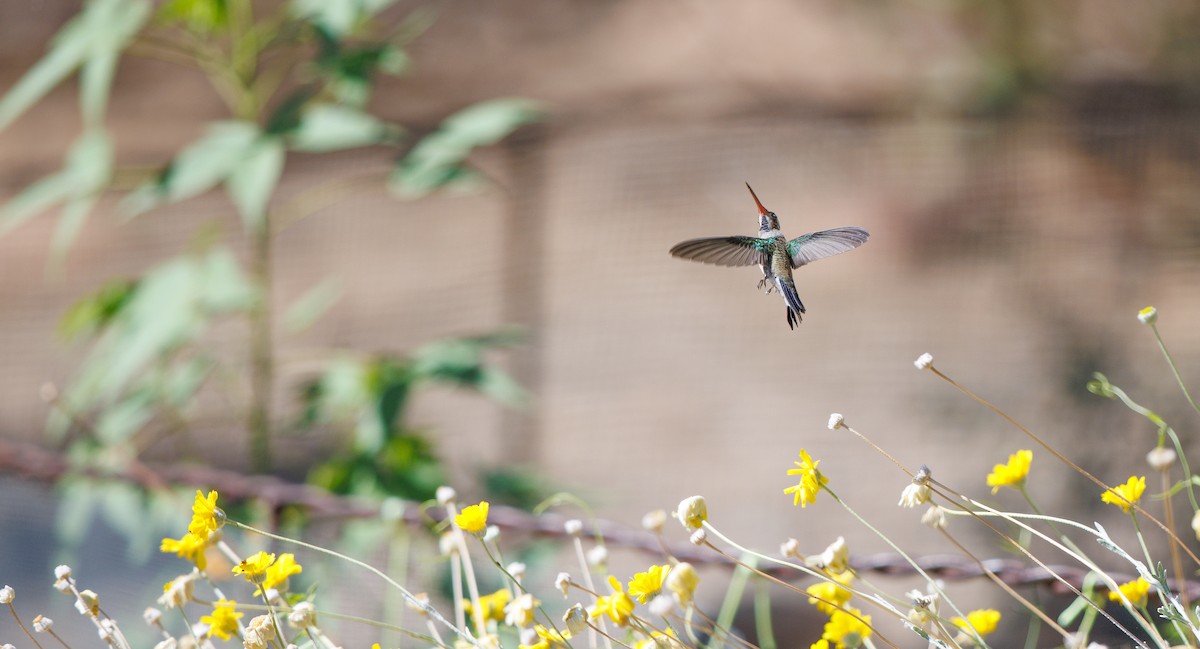 Broad-billed Hummingbird - ML638460016