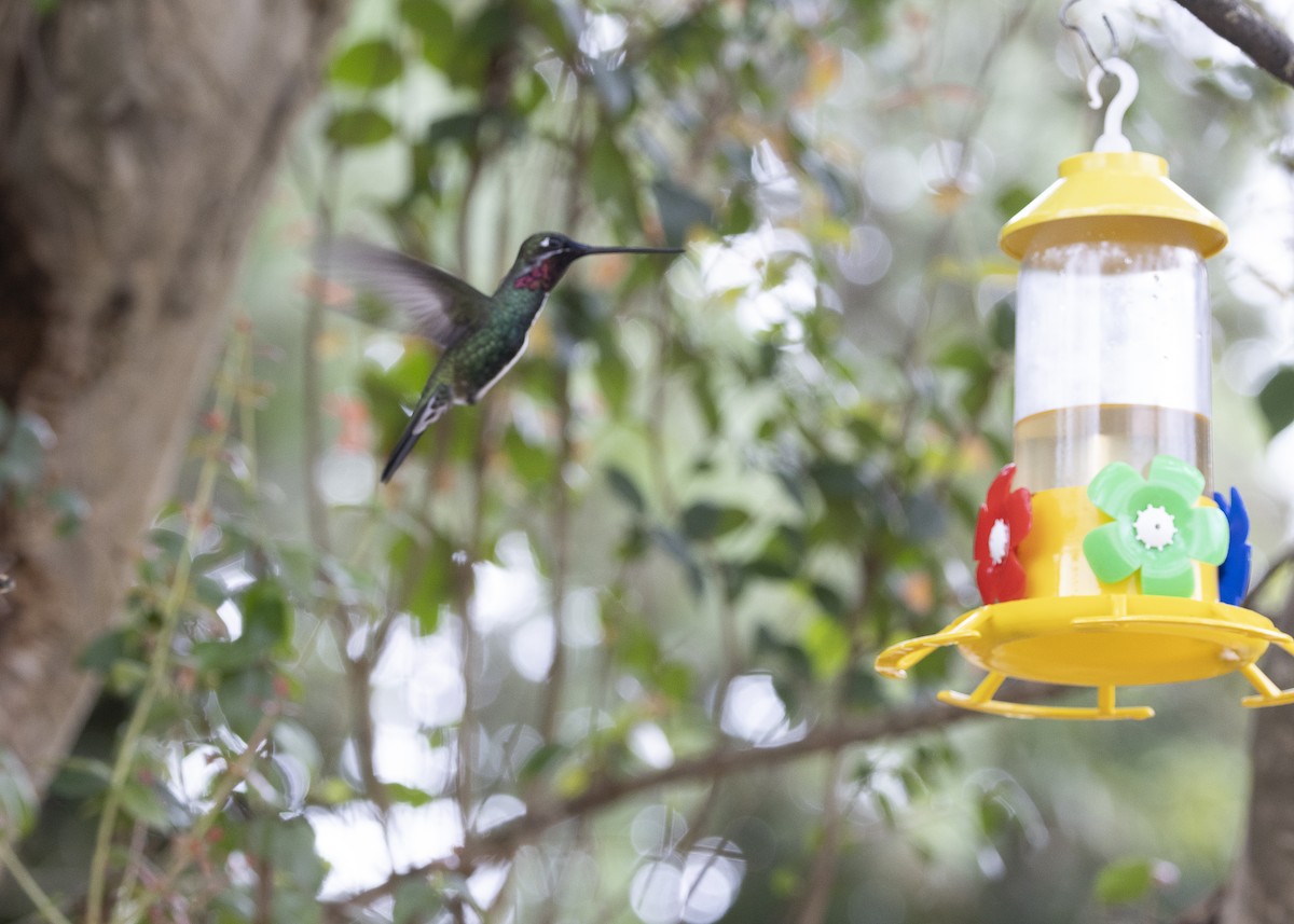 Stripe-breasted Starthroat - ML638460029