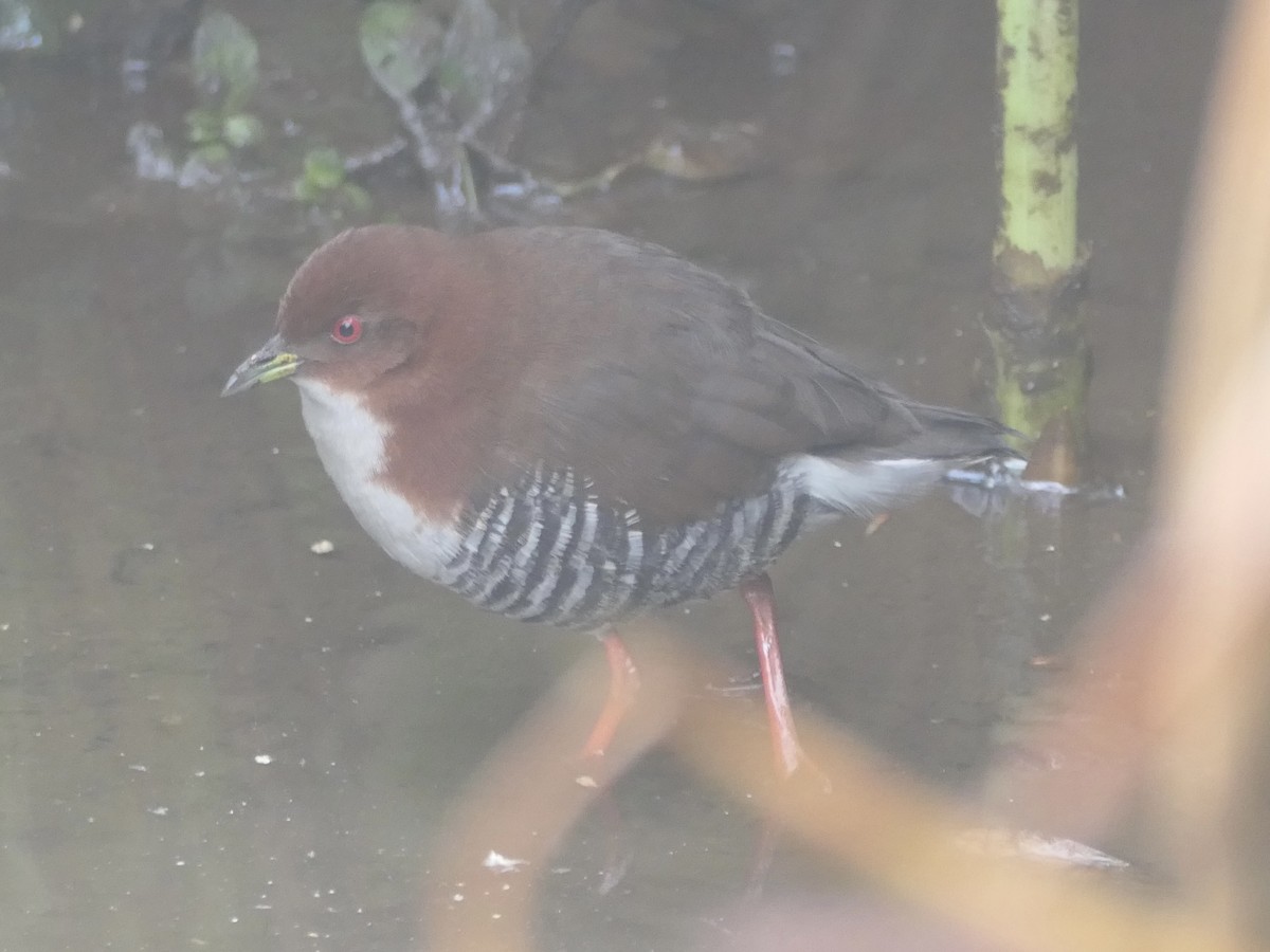 Red-and-white Crake - ML638460038