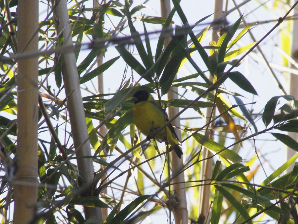 Hooded Siskin - ML638460041
