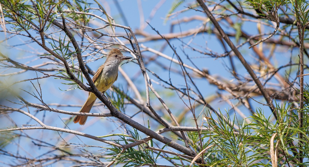 Brown-crested Flycatcher - ML638460066