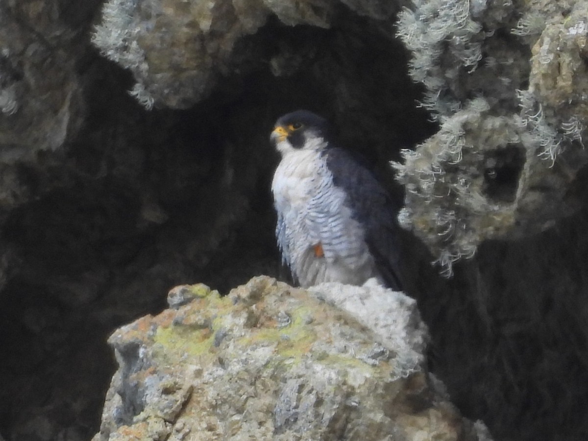 Peregrine Falcon - ML638460073