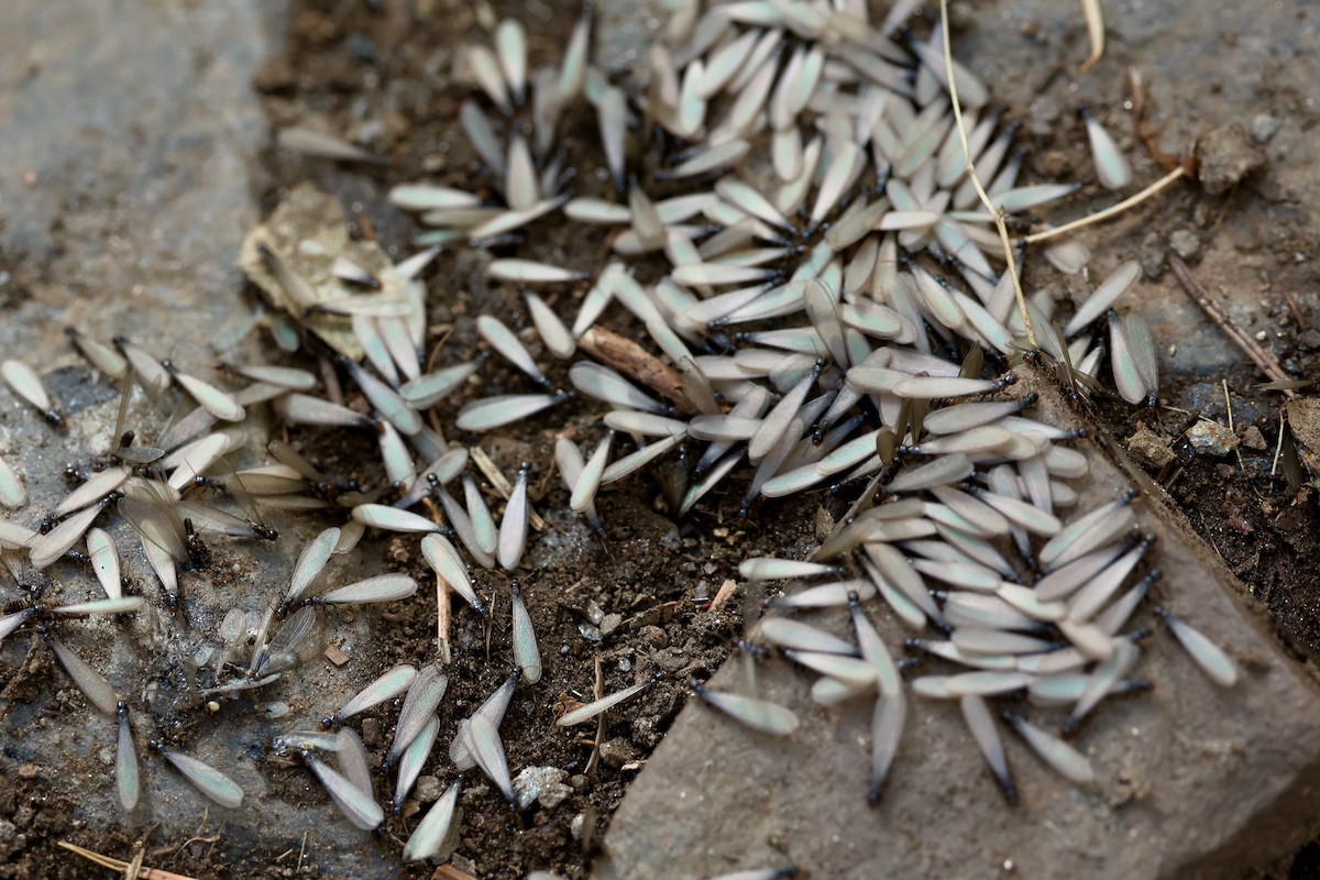 Ants - ML638460077