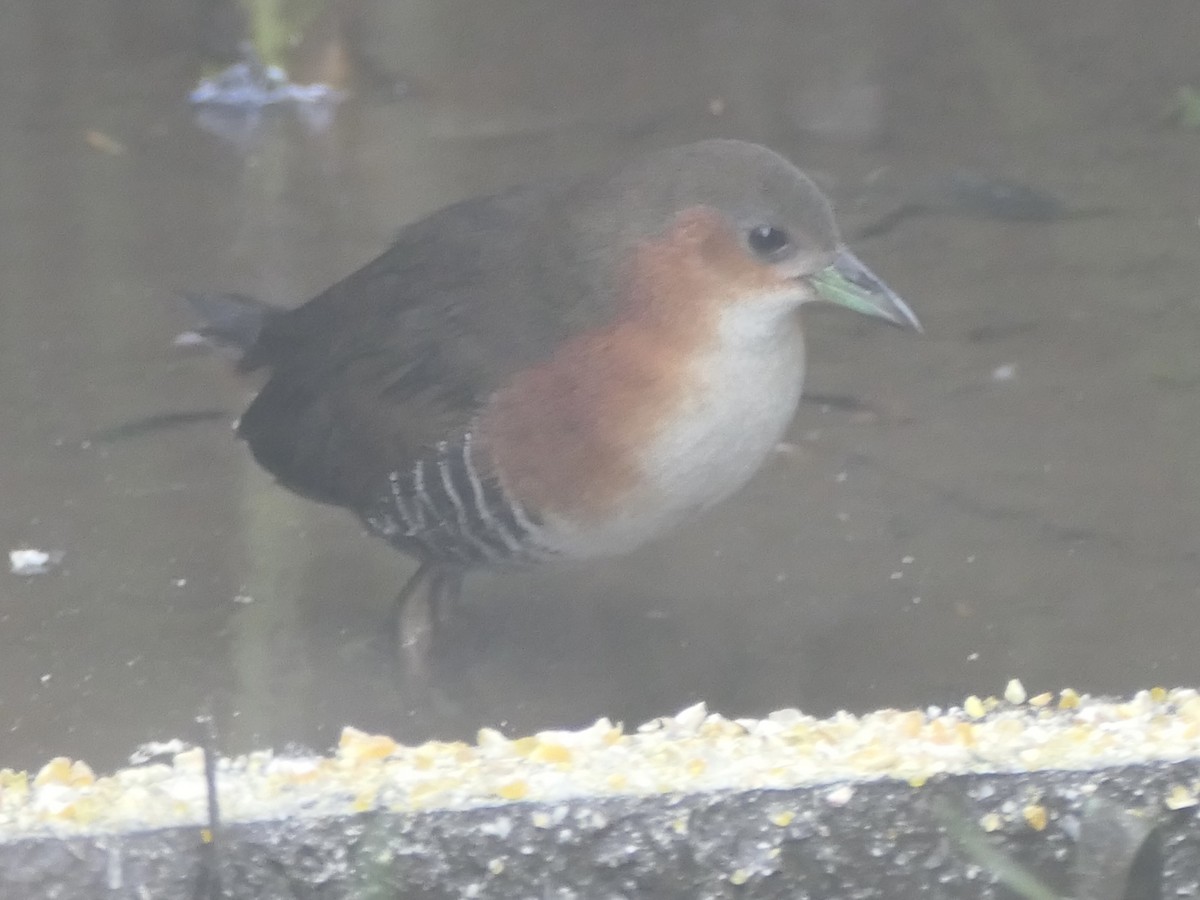 Rufous-sided Crake - ML638460087