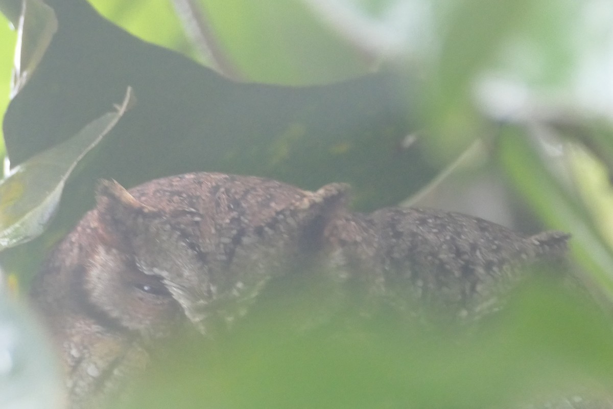 Long-tufted Screech-Owl - ML638460127