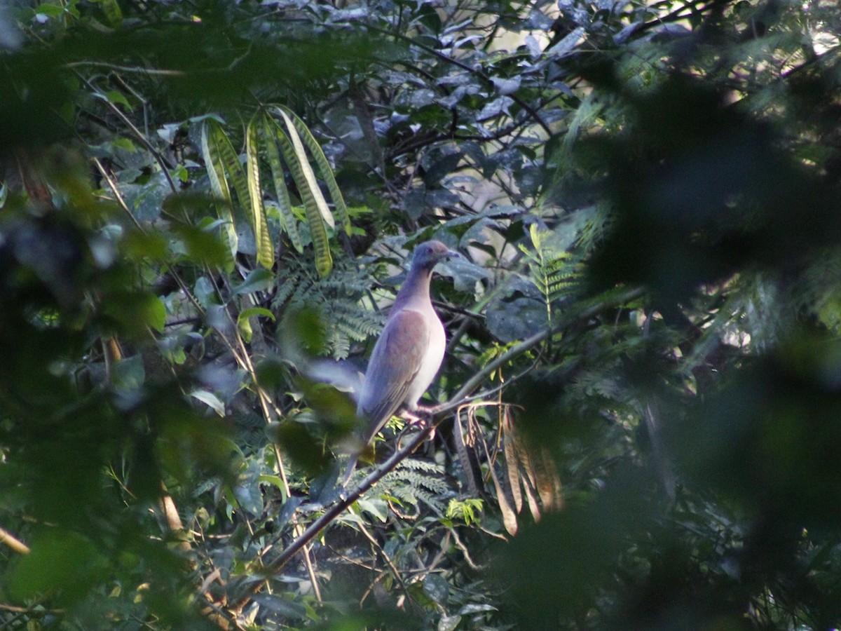 Pale-vented Pigeon - ML638460130
