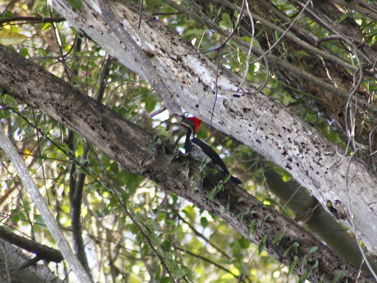 Lineated Woodpecker - ML638460164