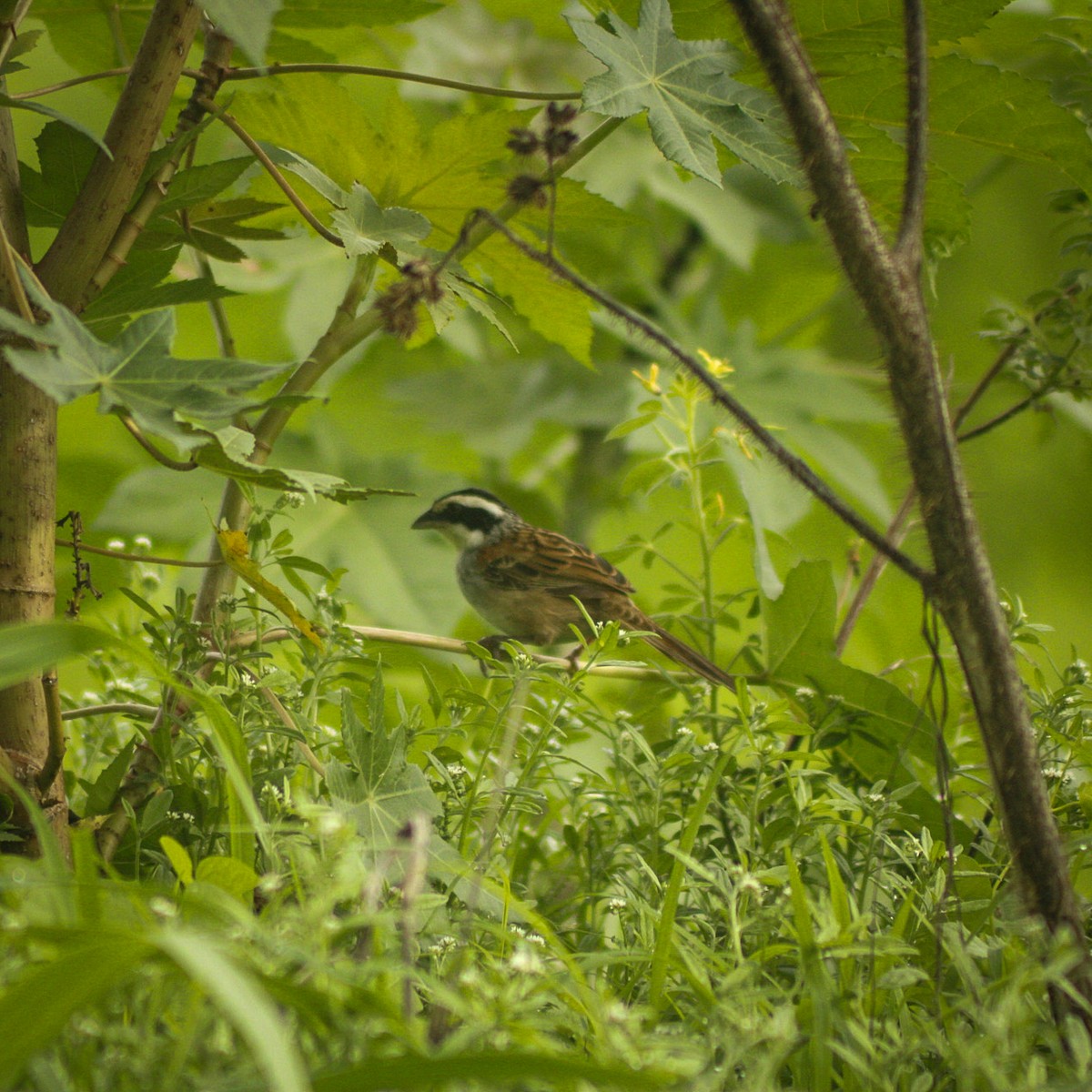 Stripe-headed Sparrow - ML638460170