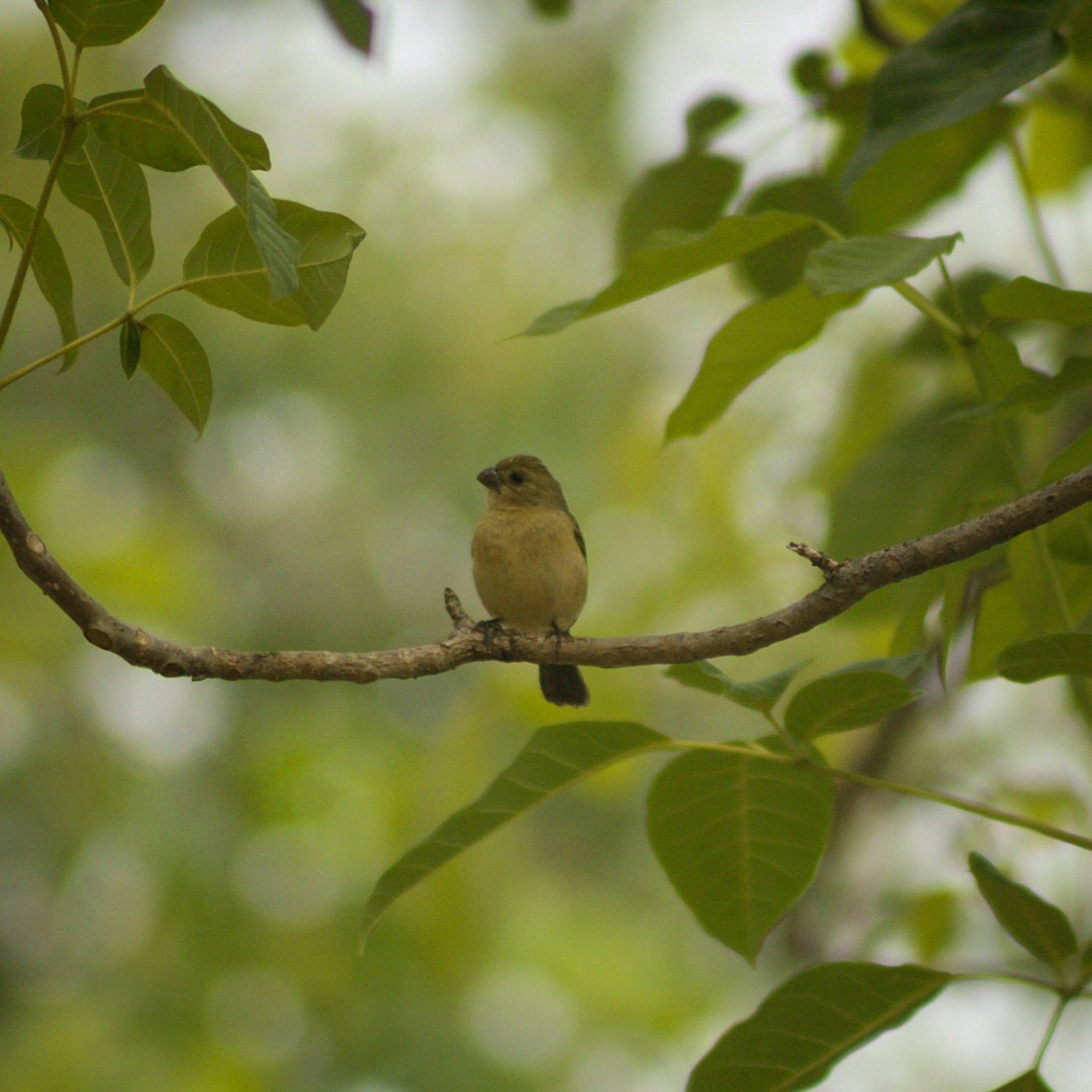 Cinnamon-rumped Seedeater - ML638460176