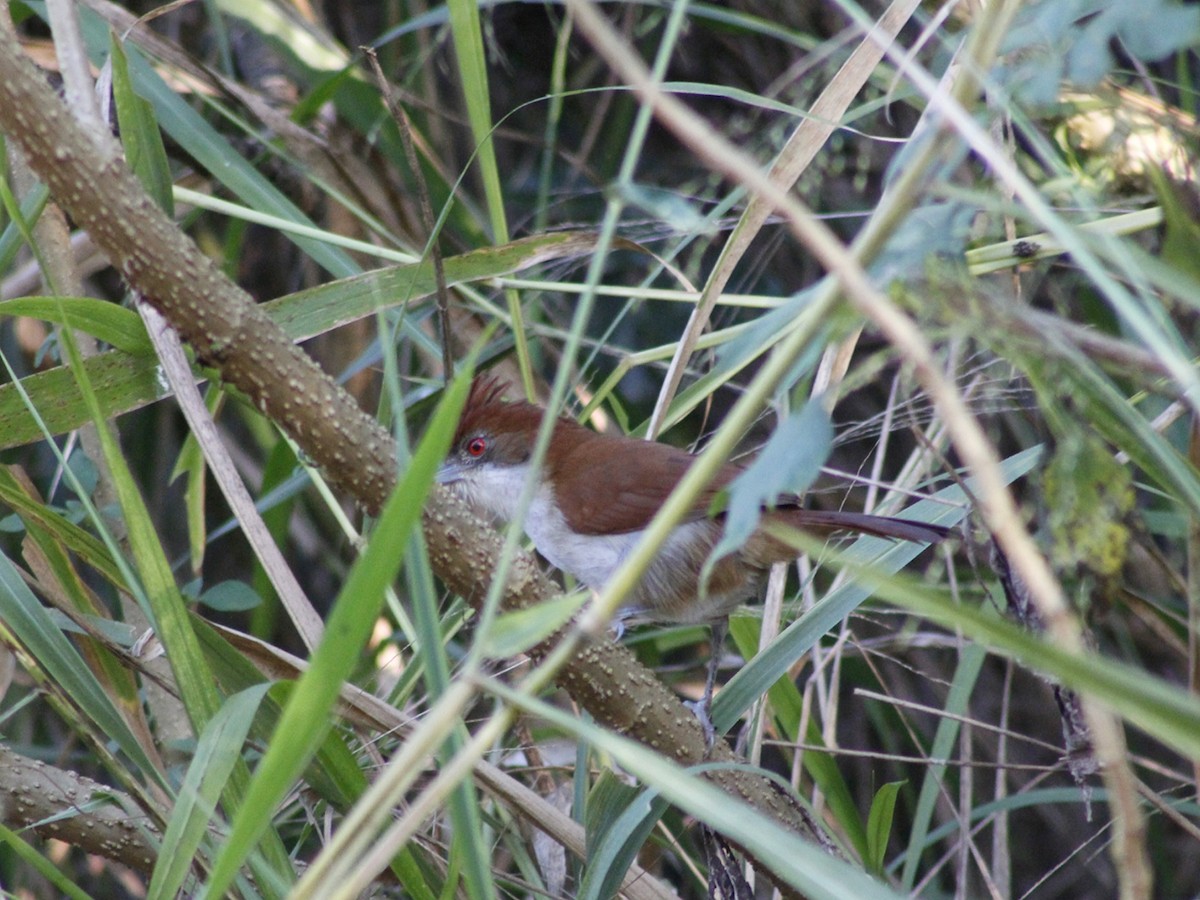 Great Antshrike - ML638460181