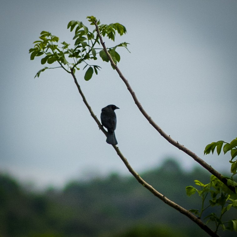 Bronzed Cowbird - ML638460182