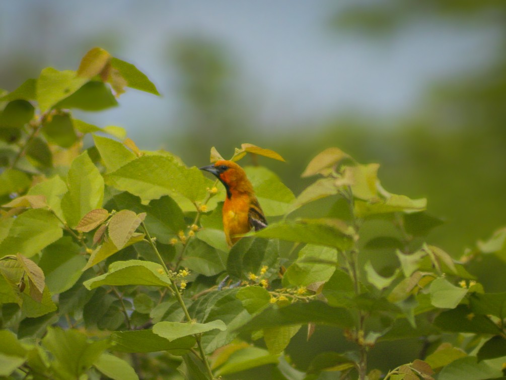 Streak-backed Oriole - ML638460184
