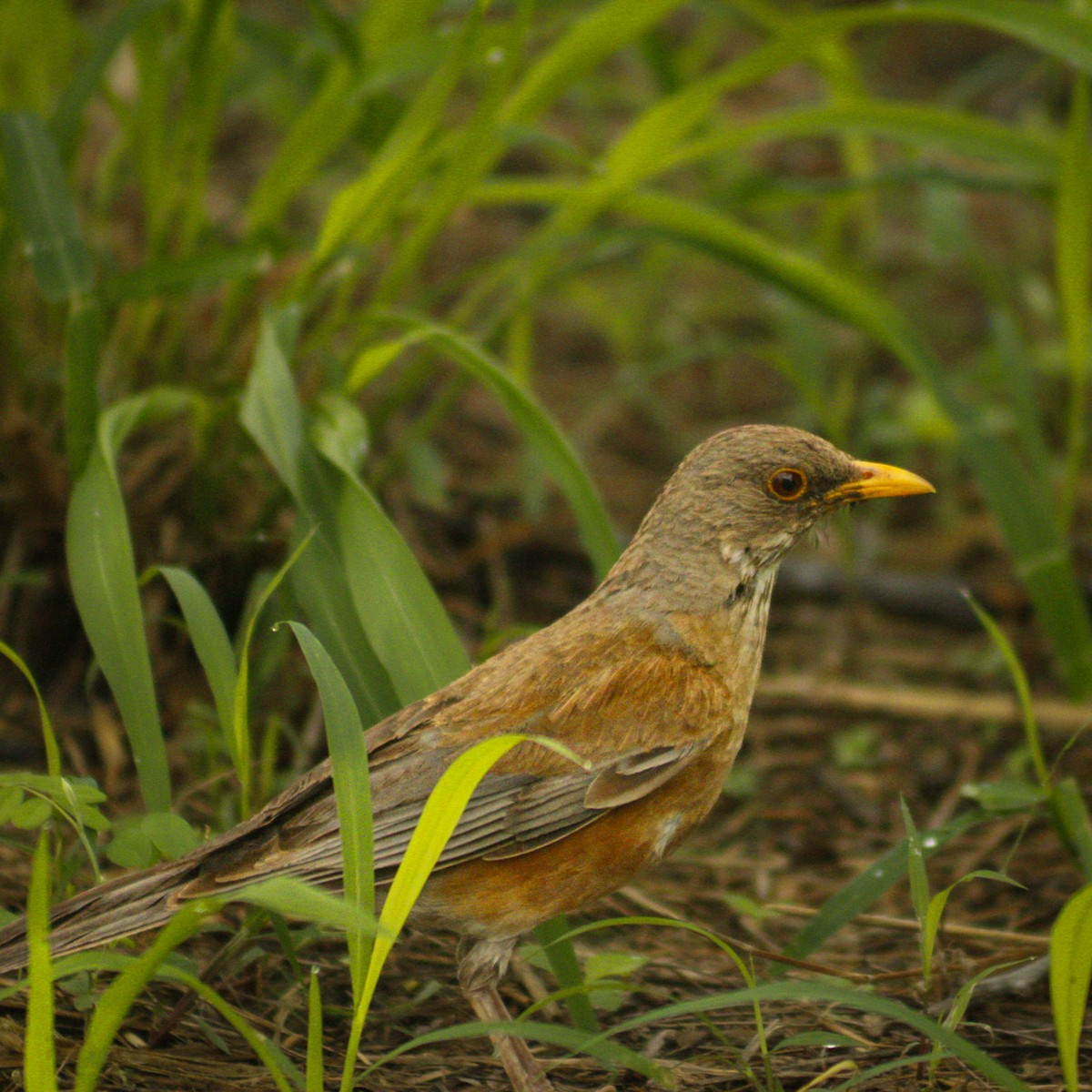Rufous-backed Robin - ML638460190
