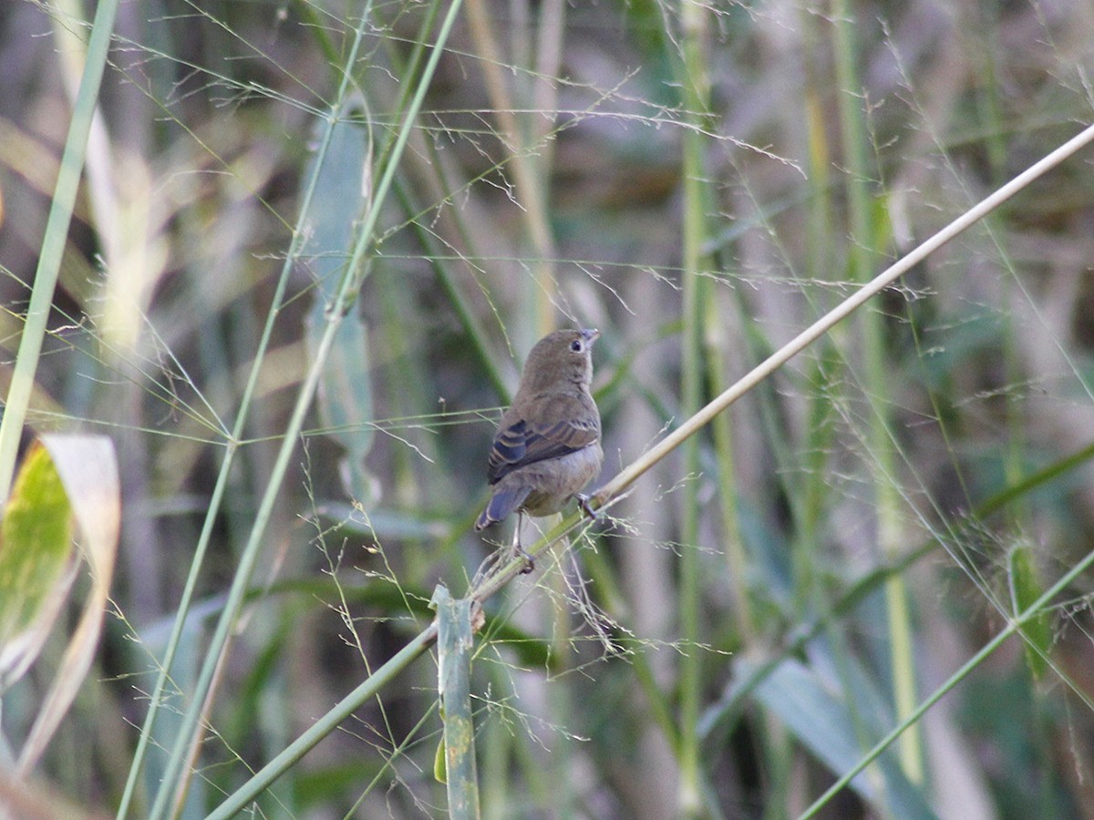 Blue-black Grassquit - ML638460241