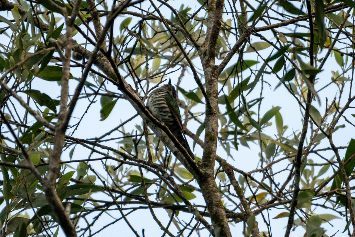 Shining Bronze-Cuckoo - ML638460243