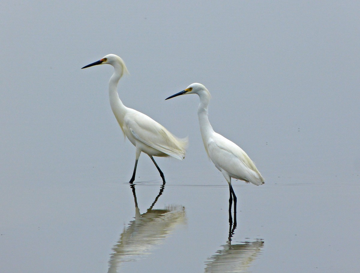 Snowy Egret - ML638460247