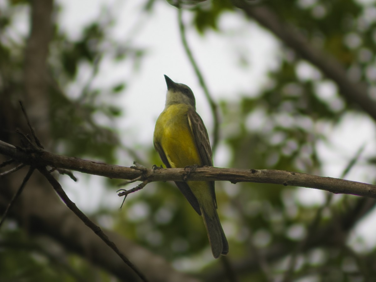 Tropical Kingbird - ML638460255